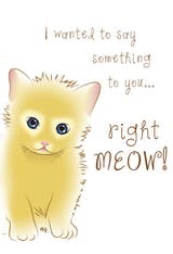 Right Meow, a cute and funny birthday card with a blue eyed cat